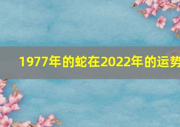 1977年的蛇在2022年的运势