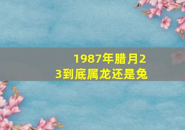 1987年腊月23到底属龙还是兔