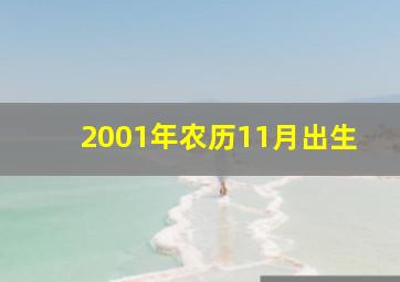 2001年农历11月出生