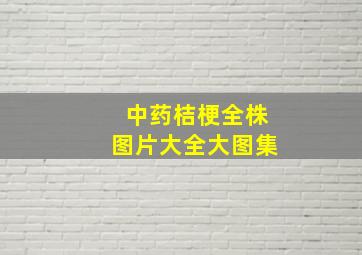 中药桔梗全株图片大全大图集