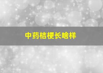 中药桔梗长啥样