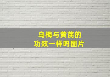 乌梅与黄芪的功效一样吗图片