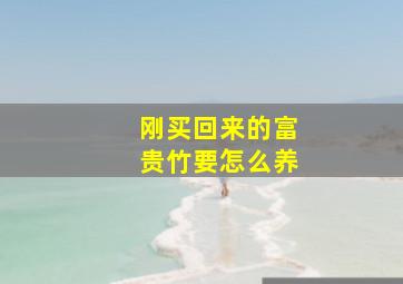 刚买回来的富贵竹要怎么养