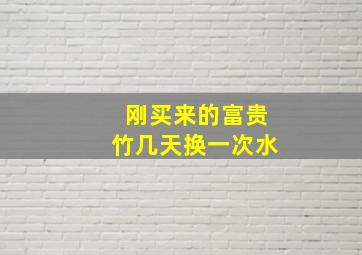 刚买来的富贵竹几天换一次水