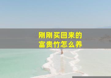 刚刚买回来的富贵竹怎么养