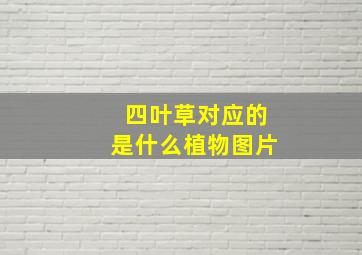 四叶草对应的是什么植物图片