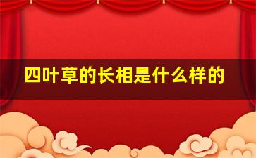 四叶草的长相是什么样的