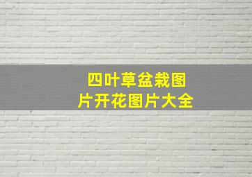 四叶草盆栽图片开花图片大全