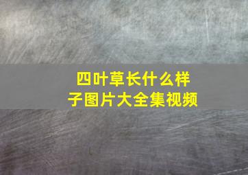 四叶草长什么样子图片大全集视频