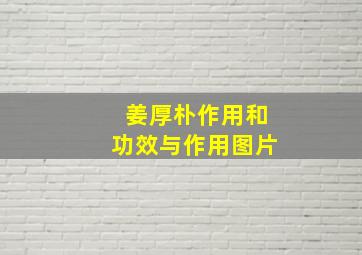 姜厚朴作用和功效与作用图片