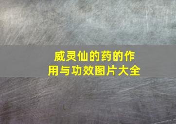 威灵仙的药的作用与功效图片大全