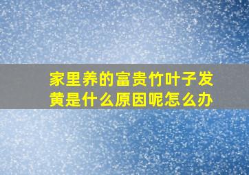 家里养的富贵竹叶子发黄是什么原因呢怎么办