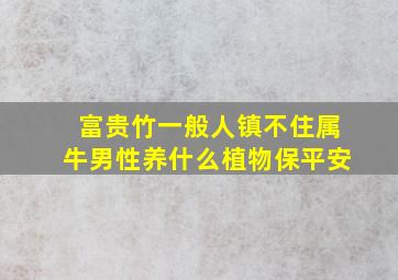 富贵竹一般人镇不住属牛男性养什么植物保平安