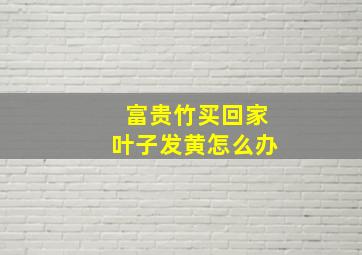 富贵竹买回家叶子发黄怎么办