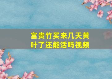 富贵竹买来几天黄叶了还能活吗视频