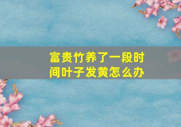 富贵竹养了一段时间叶子发黄怎么办