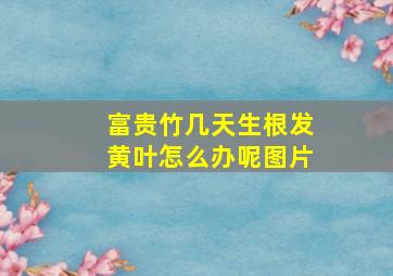 富贵竹几天生根发黄叶怎么办呢图片