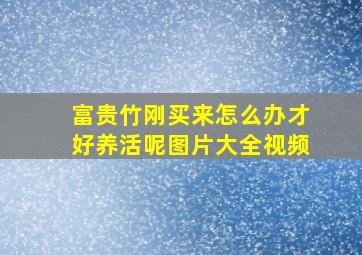 富贵竹刚买来怎么办才好养活呢图片大全视频