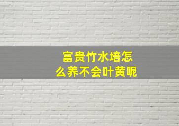 富贵竹水培怎么养不会叶黄呢