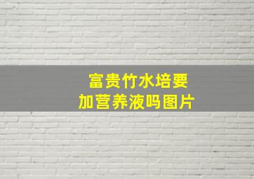 富贵竹水培要加营养液吗图片