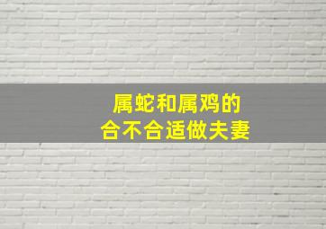 属蛇和属鸡的合不合适做夫妻