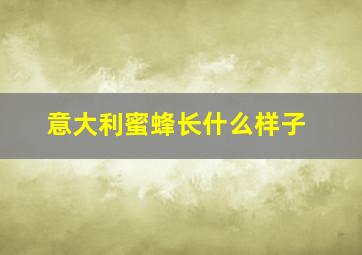 意大利蜜蜂长什么样子