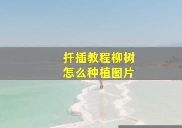 扦插教程柳树怎么种植图片