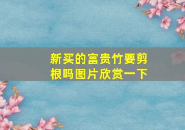 新买的富贵竹要剪根吗图片欣赏一下