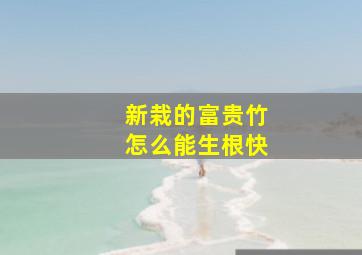 新栽的富贵竹怎么能生根快