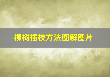 柳树插枝方法图解图片