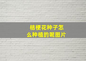 桔梗花种子怎么种植的呢图片