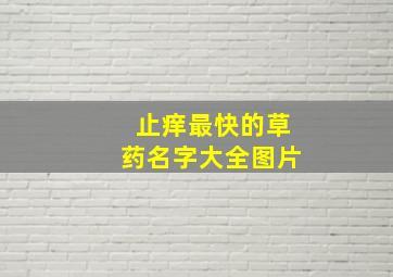 止痒最快的草药名字大全图片