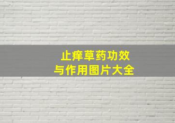 止痒草药功效与作用图片大全