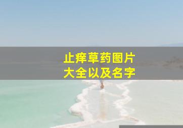 止痒草药图片大全以及名字