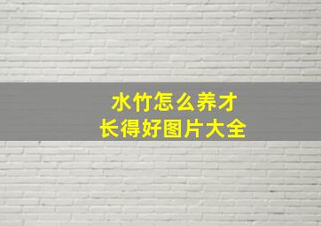 水竹怎么养才长得好图片大全