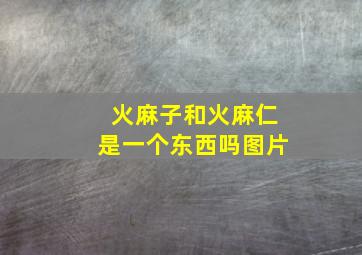 火麻子和火麻仁是一个东西吗图片