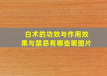 白术的功效与作用效果与禁忌有哪些呢图片