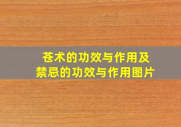 苍术的功效与作用及禁忌的功效与作用图片