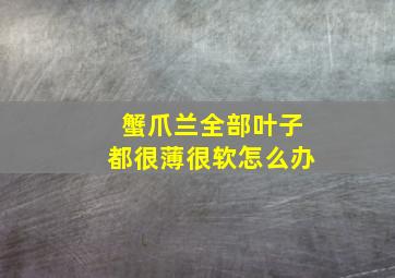 蟹爪兰全部叶子都很薄很软怎么办