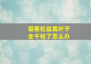 迎客松盆栽叶子全干枯了怎么办