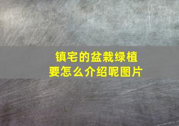 镇宅的盆栽绿植要怎么介绍呢图片