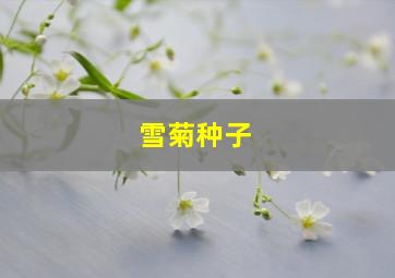 雪菊种子