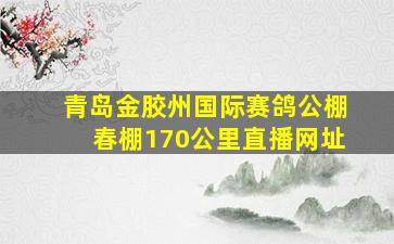 青岛金胶州国际赛鸽公棚春棚170公里直播网址