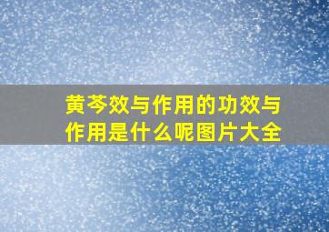 黄芩效与作用的功效与作用是什么呢图片大全