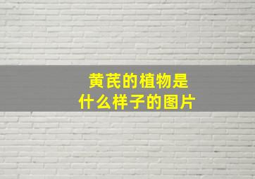 黄芪的植物是什么样子的图片