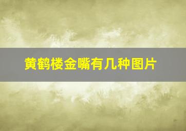 黄鹤楼金嘴有几种图片